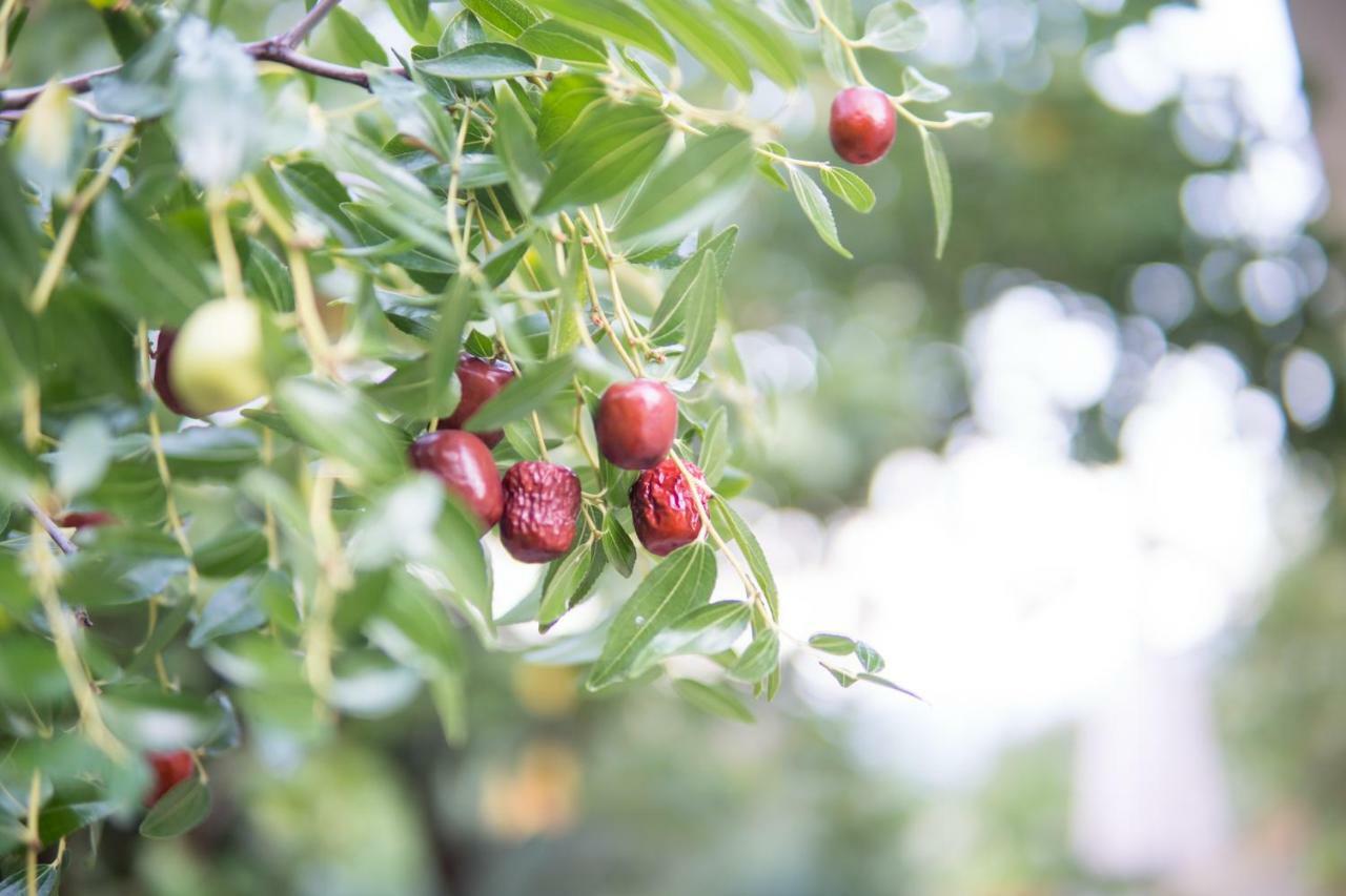 Almond Trees Cottage Divarata Экстерьер фото